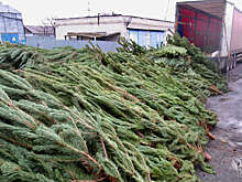 ФТС: таможенники пресекли вывоз из РФ более тысячи сосен в Курганской области