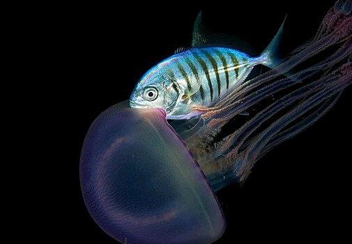 День воды состоится в Дарвиновском музее