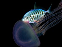 День воды состоится в Дарвиновском музее