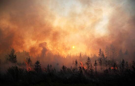 В России потушили лесные пожары на площади более 145 тыс. га