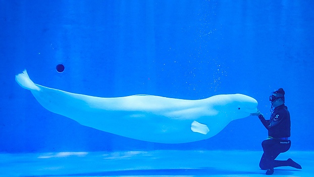 Власти Канады запретили вывоз 30 китов-белух, им грозит усыпление