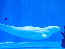 Власти Канады запретили вывоз 30 китов-белух, им грозит усыпление