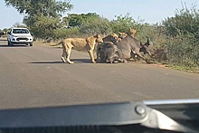 Львы растерзали буйвола на проезжей части перед пораженными водителями