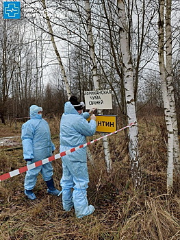 Африканская чума свиней вернулась в Калужскую область