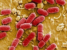 Ученые открыли супербактерию, вызывающую бесплодие