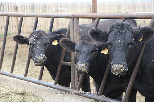 Пастух скончался от ударов быка в Пильнинском районе