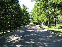 В Курске заготовили 10 тонн семян лесных растений