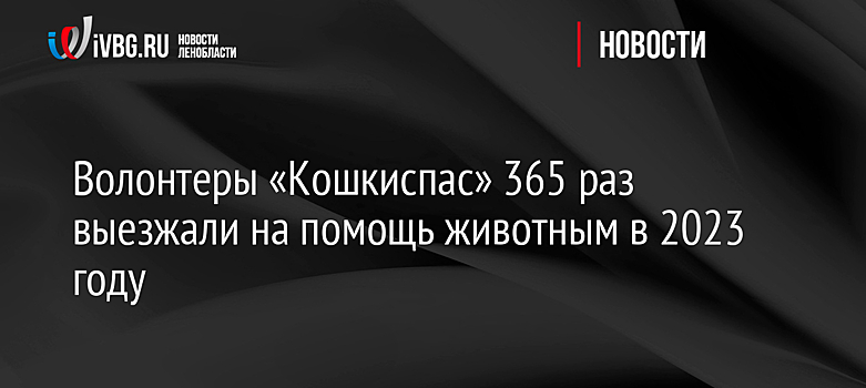 Волонтеры «Кошкиспас» 365 раз выезжали на помощь животным в 2023 году
