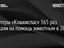 Волонтеры «Кошкиспас» 365 раз выезжали на помощь животным в 2023 году