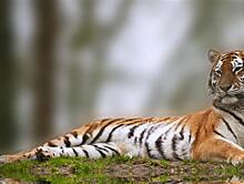 Клиенты РСХБ перечислили 150 млн рублей для сохранения популяции амурских тигров