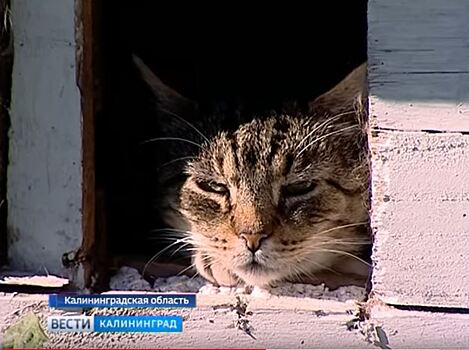 В Калининградской области кот обесточил посёлок на берегу Балтийского моря