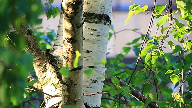 К ноябрю в районах Воронежской области посадят около 2 млн молодых берёз