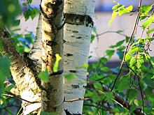 К ноябрю в районах Воронежской области посадят около 2 млн молодых берёз