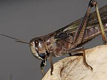 Ученые предупредили об угрозе из-за разрушительного «вторжения»