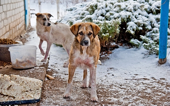 Фобии есть у большинства домашних собак