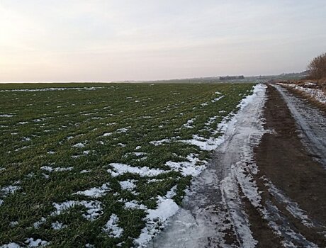 Минсельхоз Подмосковья: Выпавший снег благоприятно повлиял на состояние озимых зерновых культур