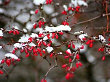 Рисуем снег: онлайн-урок по живописи подготовили в центре «Царицынский»