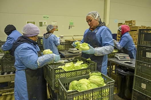 Оператор по продвижению продукции фермеров появится в Ленобласти: зачем он нужен