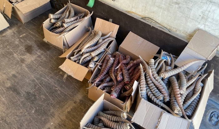 Под Волгоградом полицейские нашли в грузовике коробки с рогами сайгака