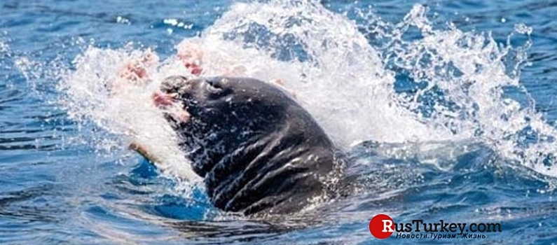 В Анталье туристы наблюдали за охотой 300-килограммового тюленя