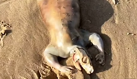 «Инопланетное» существо с когтями и хвостом найдено на пляже