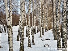 Главный синоптик пообещала свердловчанам комфортную зиму