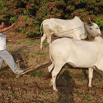 Dhanuka Agritech выводит на рынок новые препараты