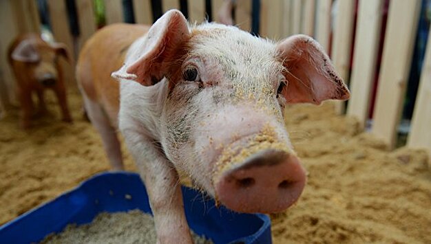 Свинина стала причиной роста больных гепатитом  Е