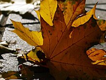 Назван простой способ справиться с осенней хандрой