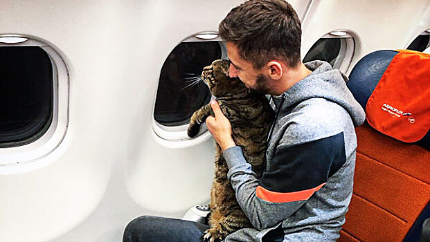 Скандал с "Аэрофлотом": как кот оказался сильнее компании