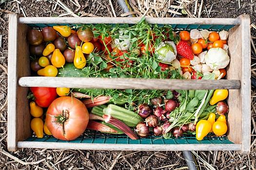 Раскрыта опасность употребления в пищу сырых овощей