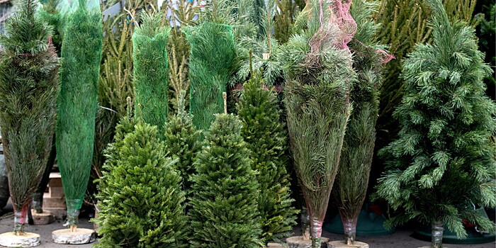 Елочные базары в Москве: как правильно выбрать и хранить новогоднее дерево?