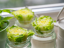 10+ продуктов, которые можно вырастить из обрезков