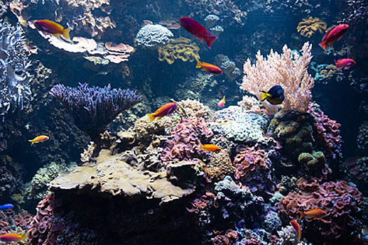 Ученые заявили о массовой гибели кораллов по всему миру