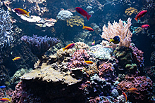 Ученые заявили о массовой гибели кораллов по всему миру