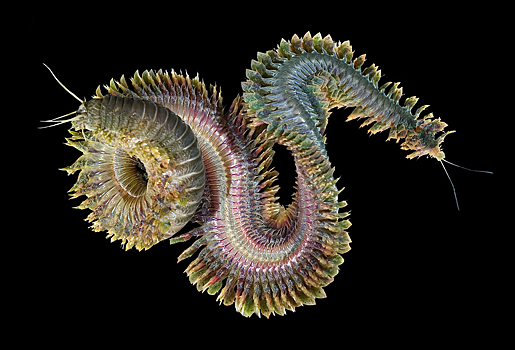 Разрушить, чтобы построить: ученые раскрыли клеточный механизм сверхбыстрой регенерации морских червей