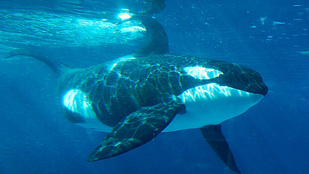 Прокуратура проверит информацию о вывозе косаток из бухты в Приморье