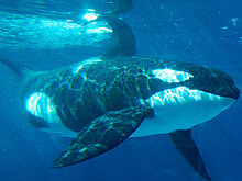 Прокуратура проверит информацию о вывозе косаток из бухты в Приморье