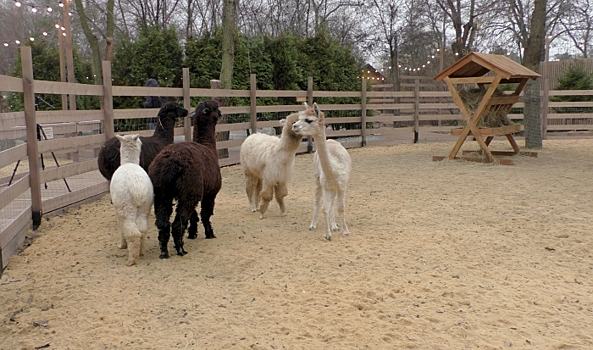 В ЦПКиО Волгограда открыли деревню с альпаками и козочками