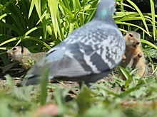 Дружеские потасовки и стычки с голубями: в Ботаническом саду ЧелГУ появились суслята