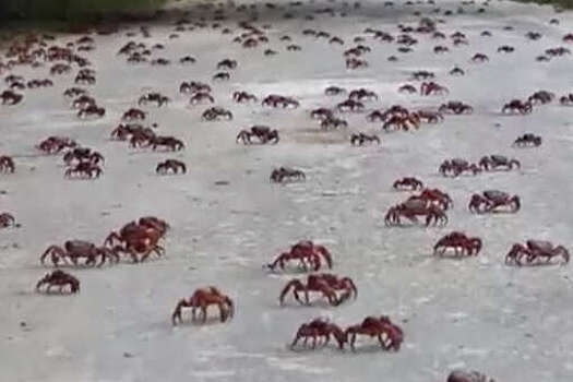 ABC: миллионы крабов захватили австралийский остров