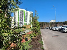 Академический район Екатеринбурга украсила аллея туй