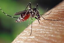 Как ускорить заживление ранки после комариного укуса
