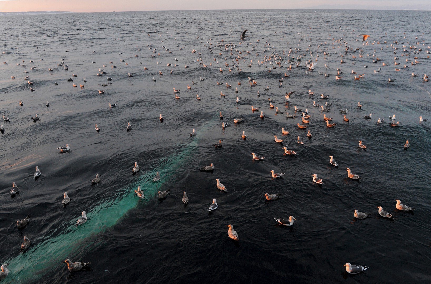 Смертельные дозы: ученые раскрыли новые данные о влиянии пластика на морских животных