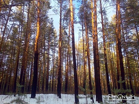 В Алтайском крае выявлен факт крупной контрабанды леса