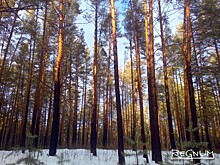 В Алтайском крае выявлен факт крупной контрабанды леса