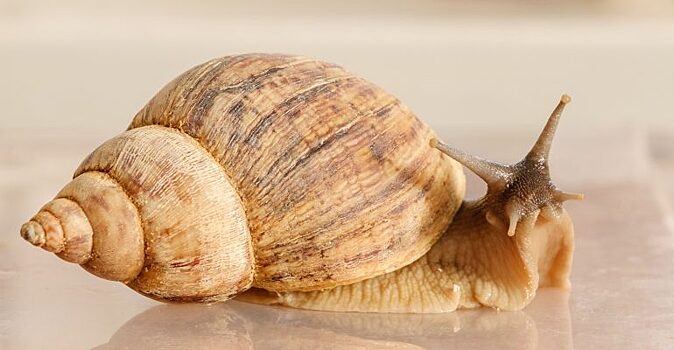 Домашние животные, которых нельзя выпускать в дикую природу