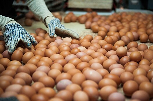 Саратовскую область планируют обеспечить миллиардом яиц