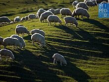 Животноводы Дагестана начали перегон мелкого рогатого скота на зимние пастбища