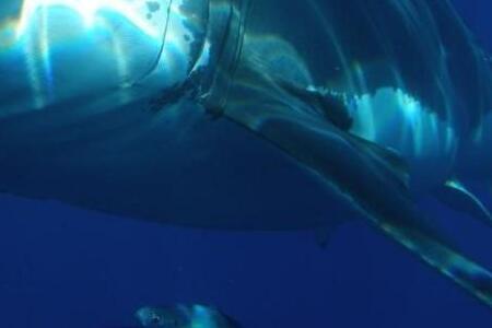 «Чуть не утащила катер»: большая акула подошла к людям в районе Русского острова